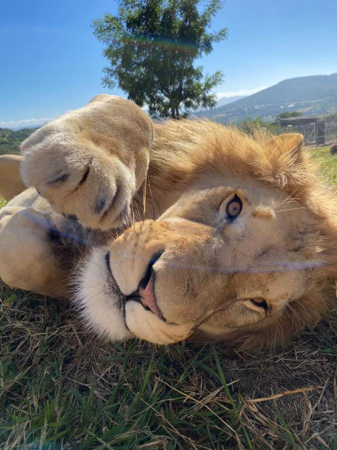 Pumbaa Wildlife Park & Accommodation Mbombela Екстериор снимка