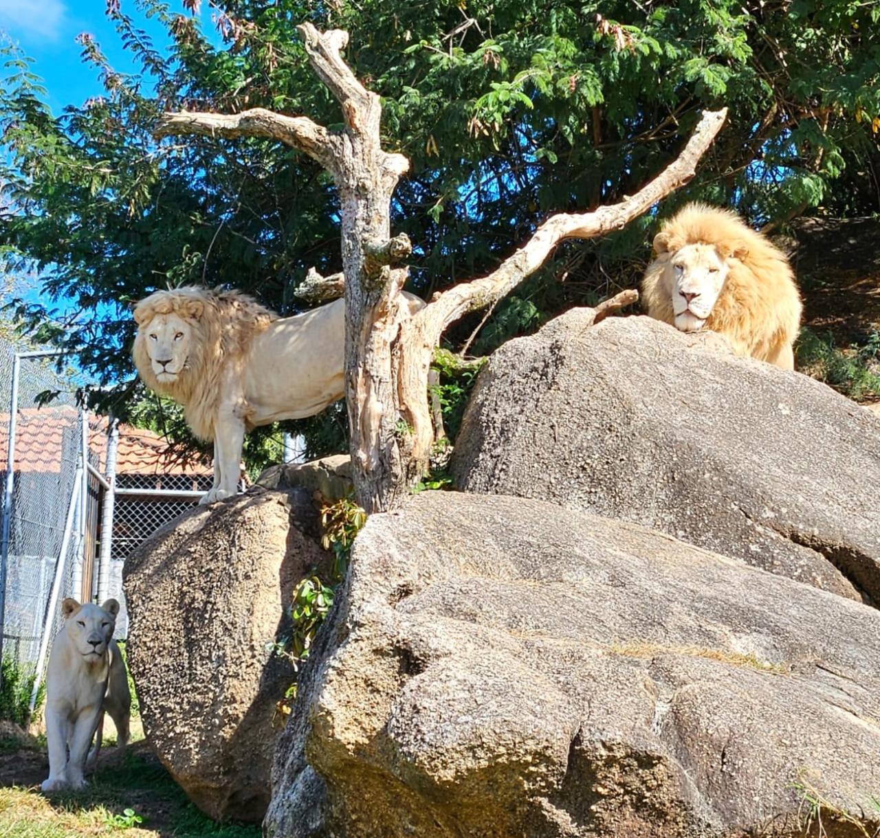 Pumbaa Wildlife Park & Accommodation Mbombela Екстериор снимка