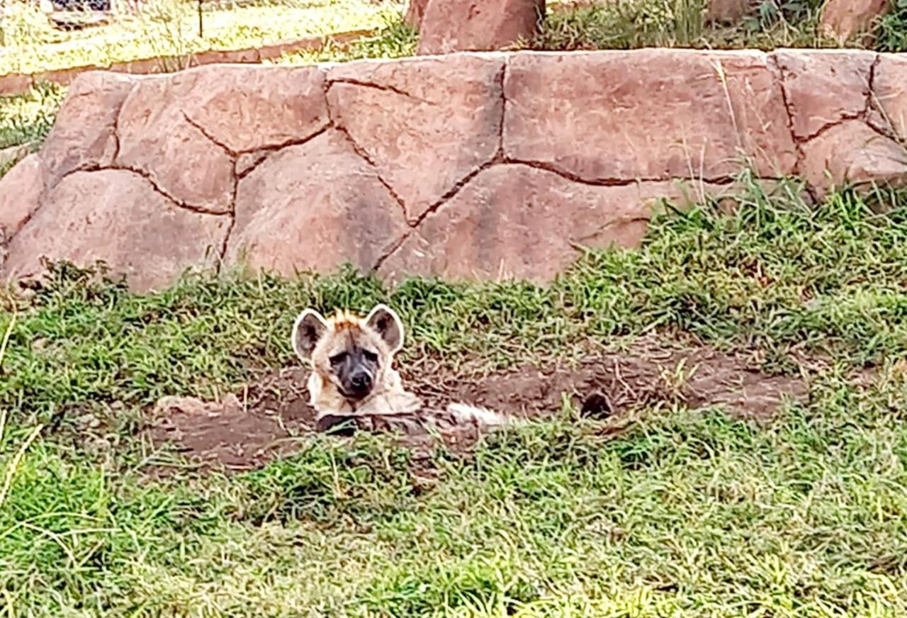 Pumbaa Wildlife Park & Accommodation Mbombela Екстериор снимка
