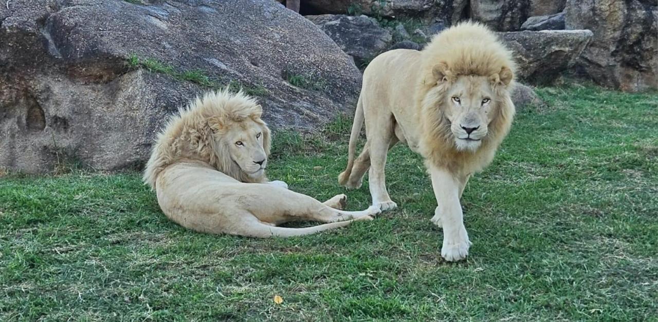 Pumbaa Wildlife Park & Accommodation Mbombela Екстериор снимка