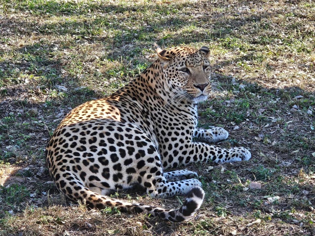 Pumbaa Wildlife Park & Accommodation Mbombela Екстериор снимка